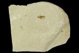 Fossil Samara (Winged Seed) - Green River Formation, Utah #111346-1
